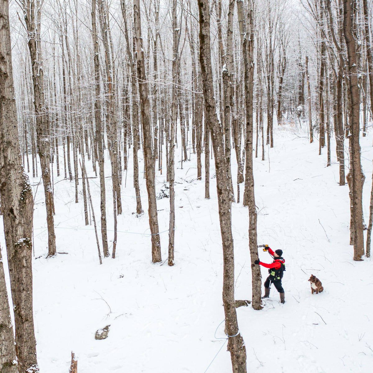 Organic Amber Maple Syrup